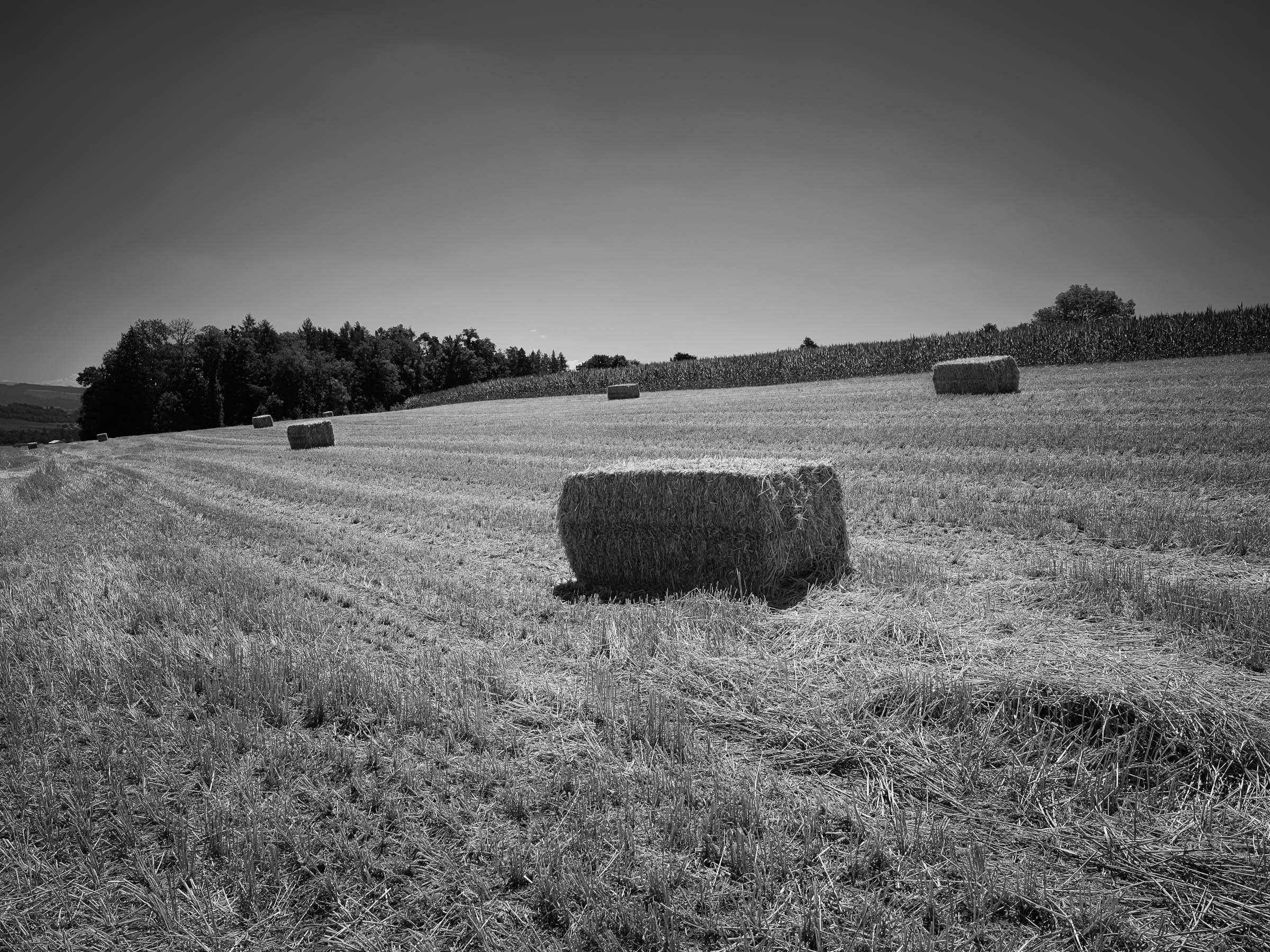 DSCF2702