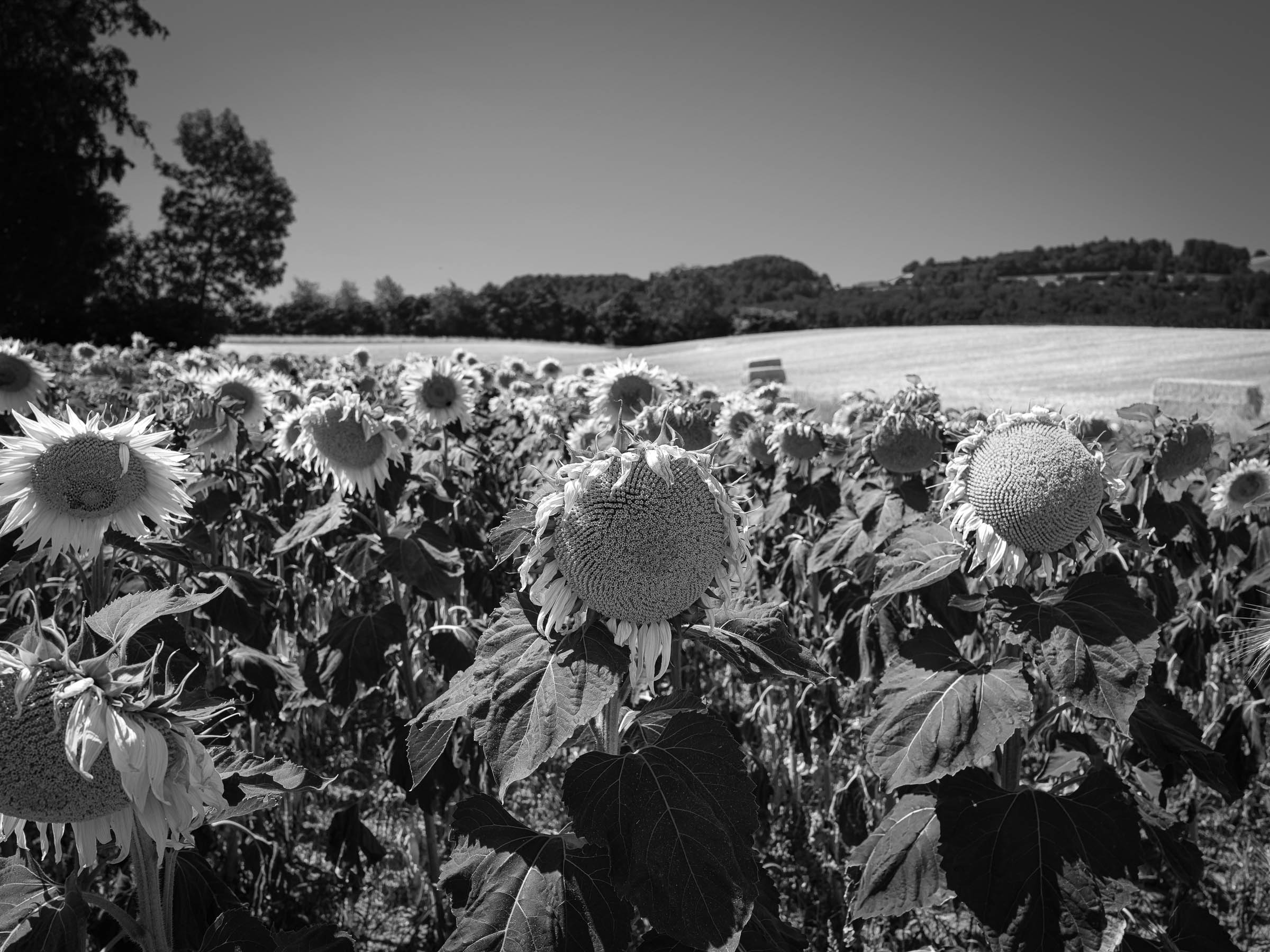 DSCF2715