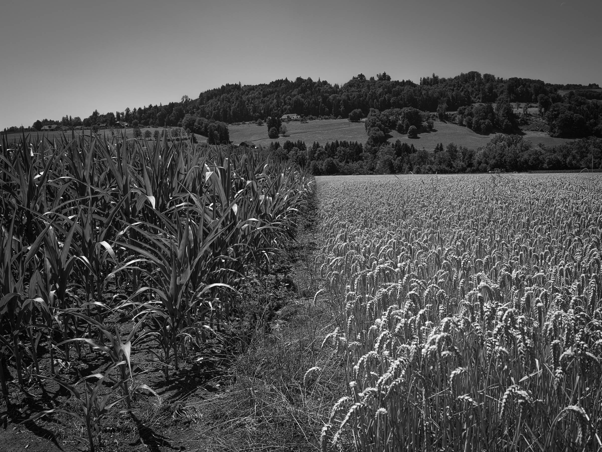 DSCF2765