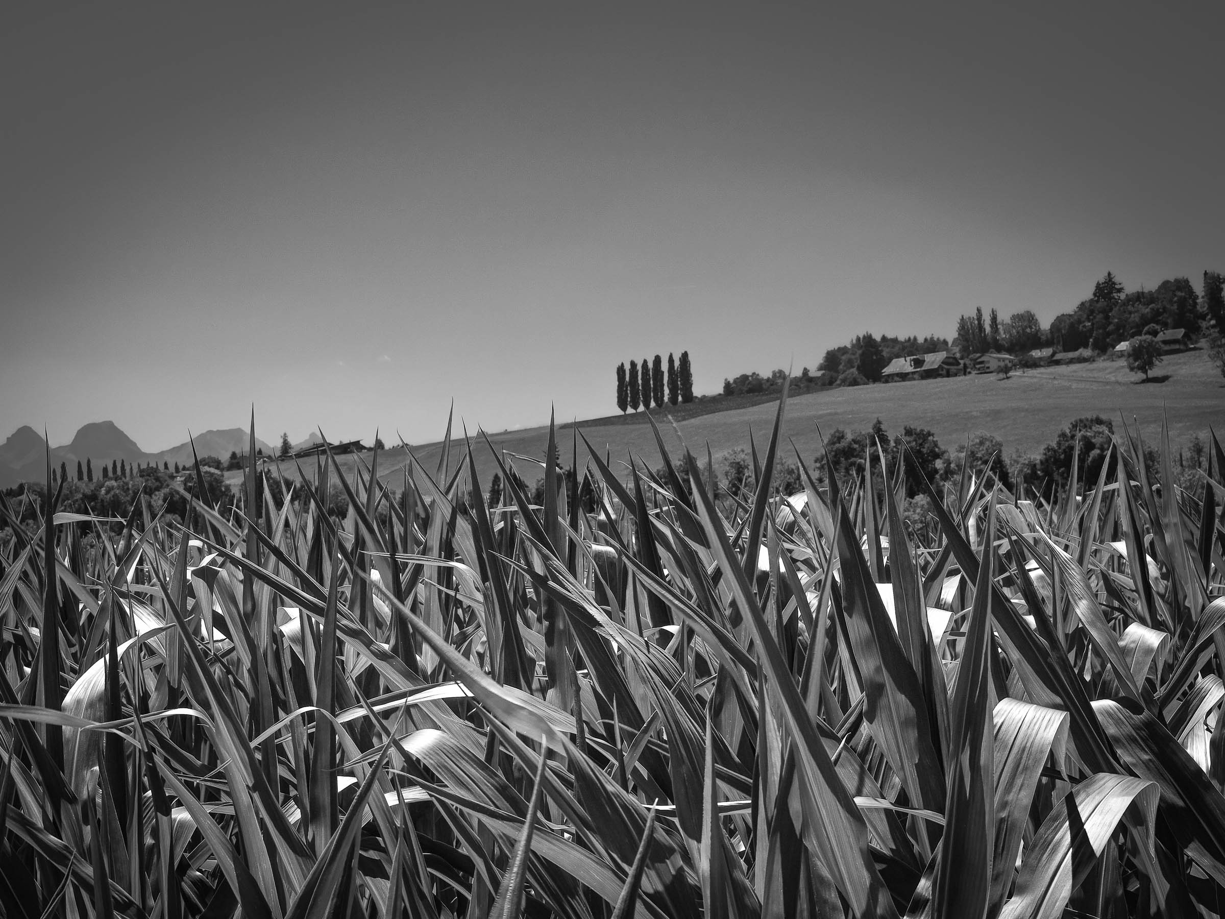 DSCF2782