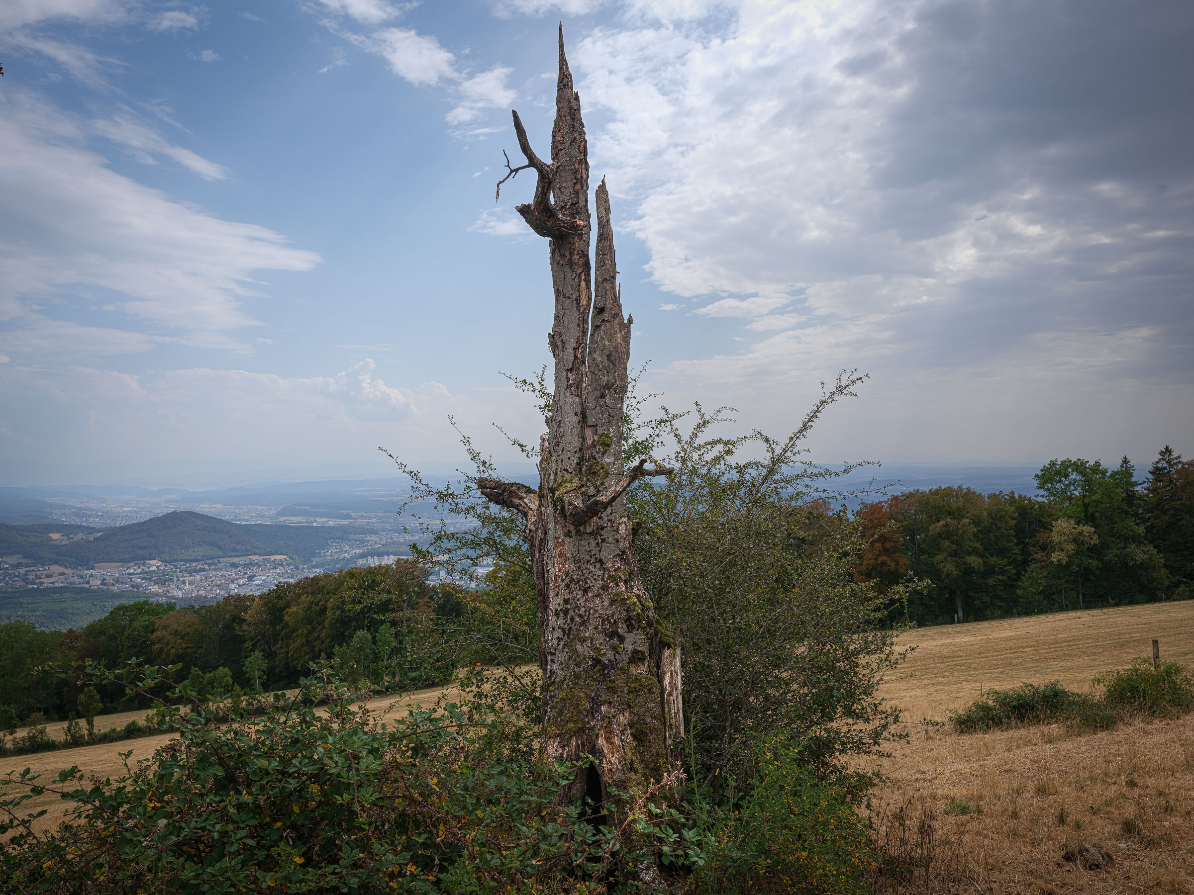 DSCF3298