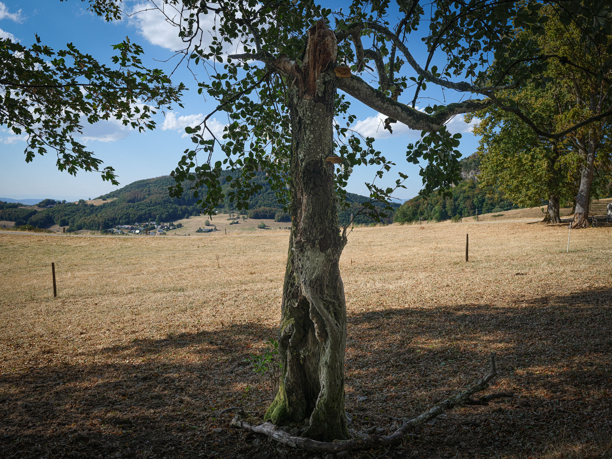 DSCF3367